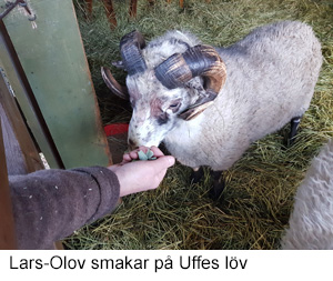 Lars_O lov 2020.jpg